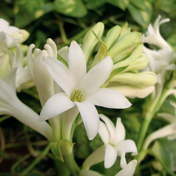 ��ǰ�̹���