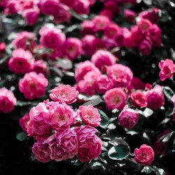 ��ǰ�̹���